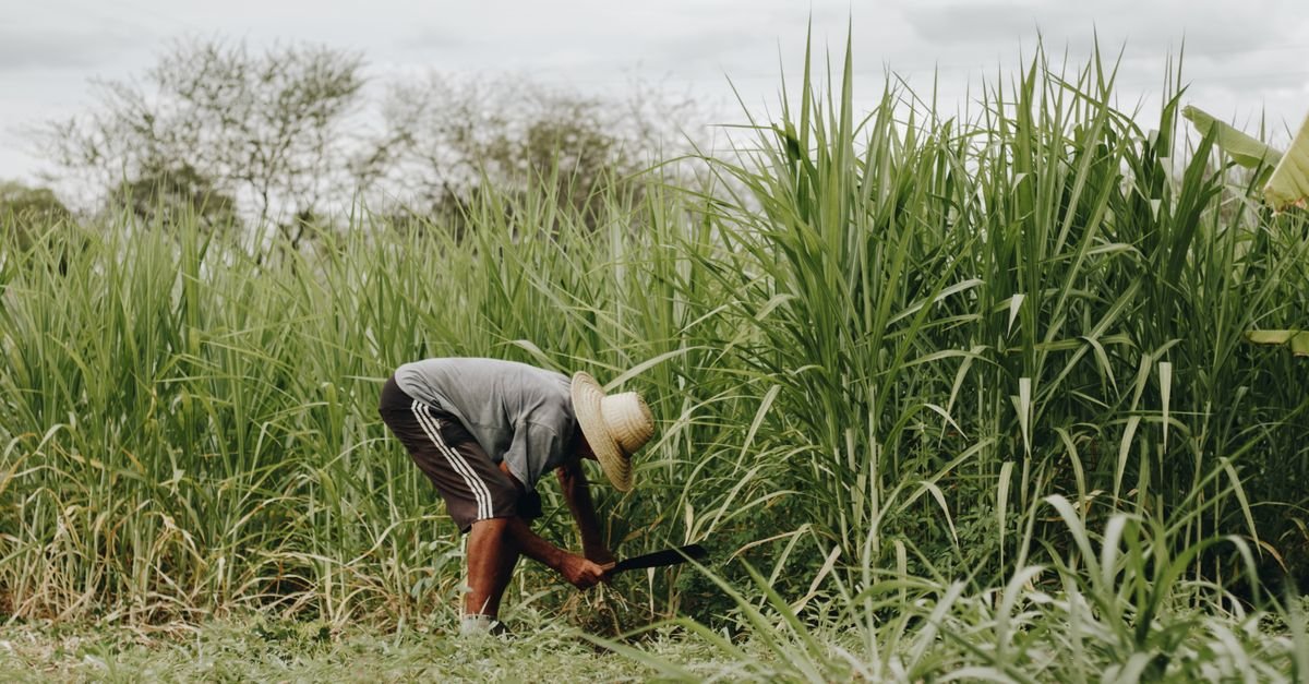 Agricultor de chapéu de palha trabalha com foice em plantação