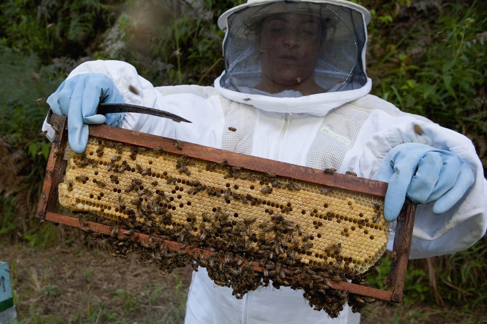 Apicultora de macacão e véu de proteção segura quadro de favo coberto de abelhas em apiário