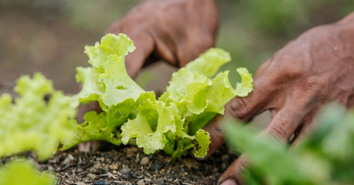 Mãos de agricultor plantam mudas de alface em canteiro de terra escura