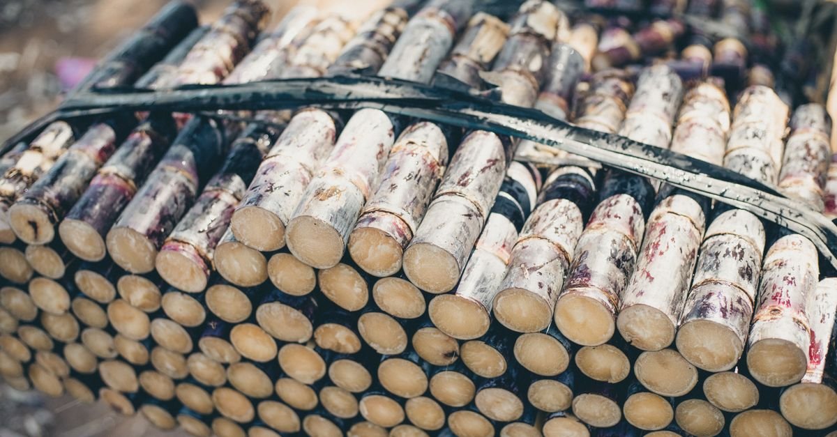 Feixe de colmos de cana-de-açúcar cortados e amarrados, vistos de perto