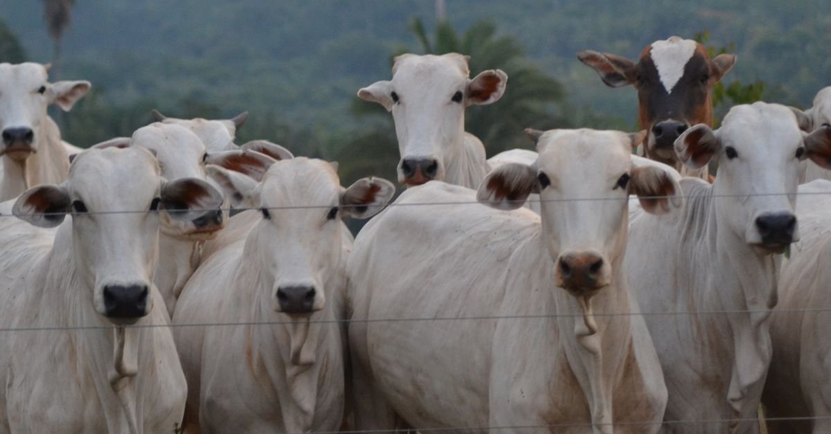 Rebanho de gado nelore atrás de cerca de arame em fazenda