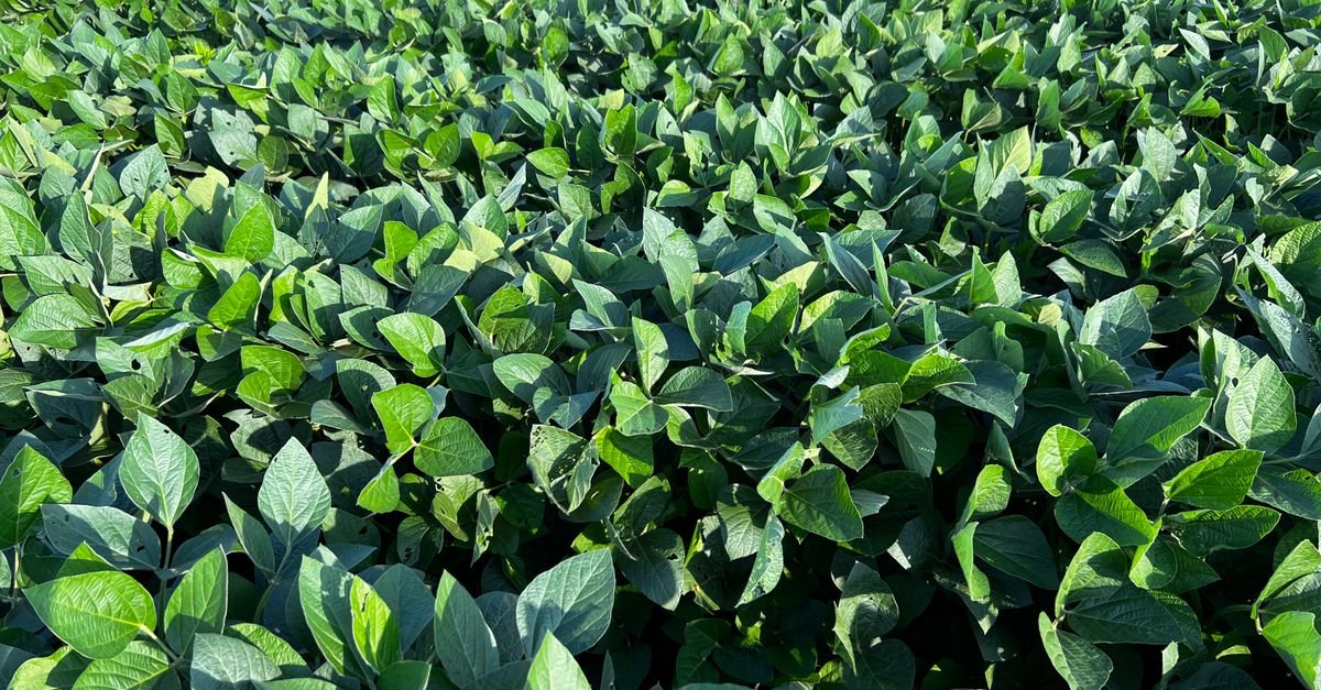 Lavoura de soja em pleno desenvolvimento, com folhas verdes cobrindo o solo