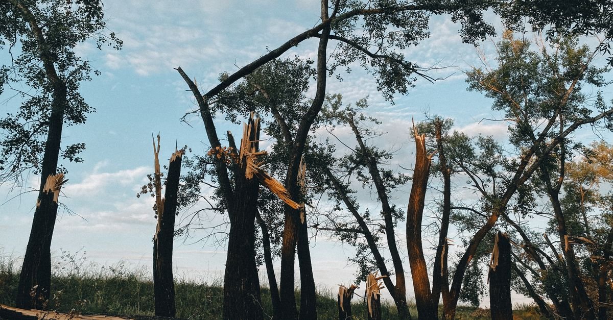 Arvores quebradas ao meio em area aberta apos passagem de vendaval