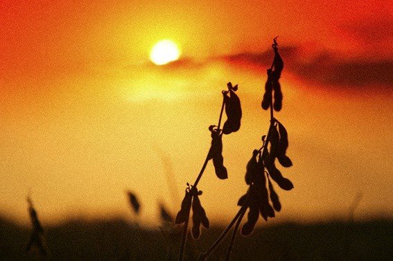 Vagens de soja em contraluz ao entardecer em lavoura, com o sol ao fundo