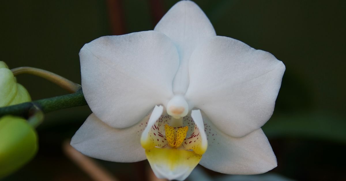 Flor de orquídea branca com detalhes amarelos em primeiro plano