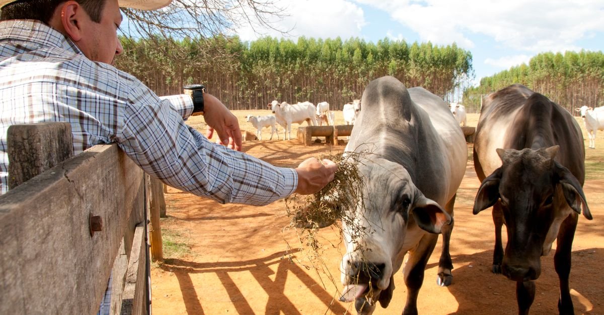 Pecuarista alimenta bois nelore em fazenda no interior de Goiás