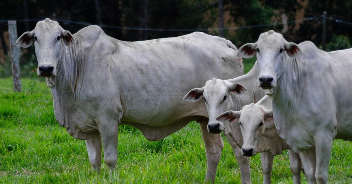 Bovinos da raça nelore em pasto verde atrás de cerca de arame