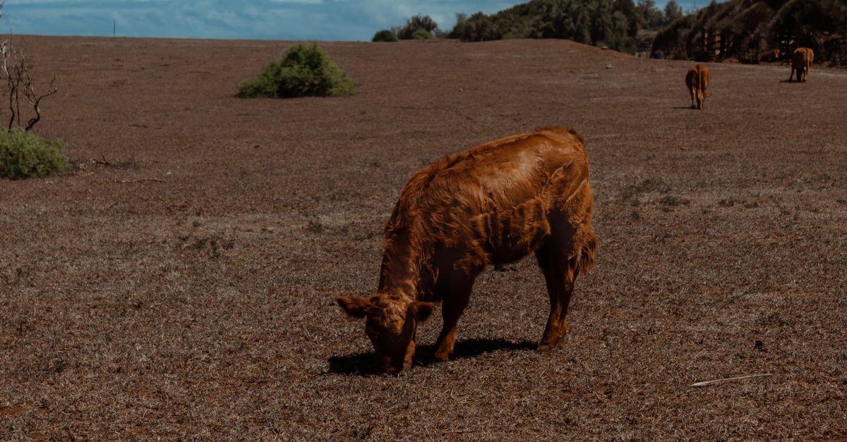 Bovino pastando em área de pastagem seca durante período de estiagem