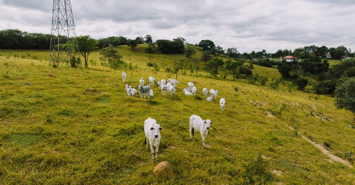 Rebanho de gado nelore pastando em campo verde em área rural brasileira
