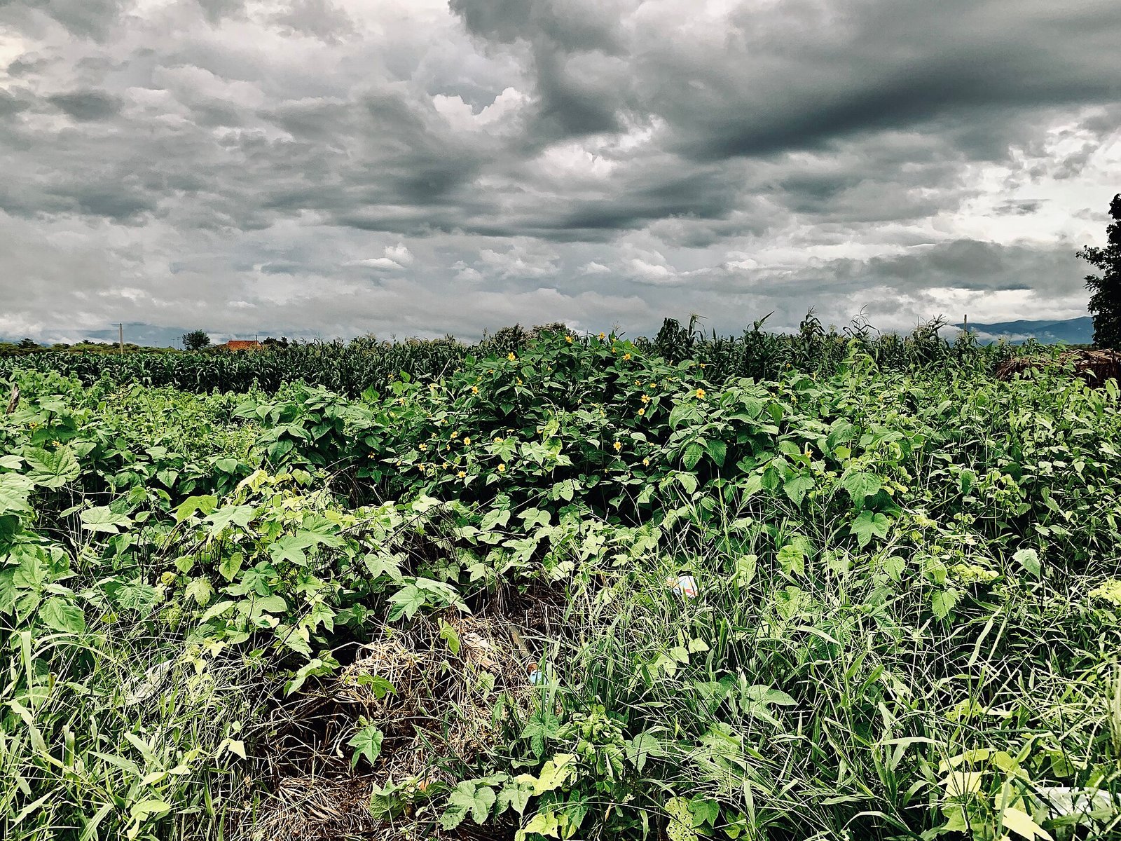 Roça de feijão e milho em área de agricultura familiar sob céu nublado