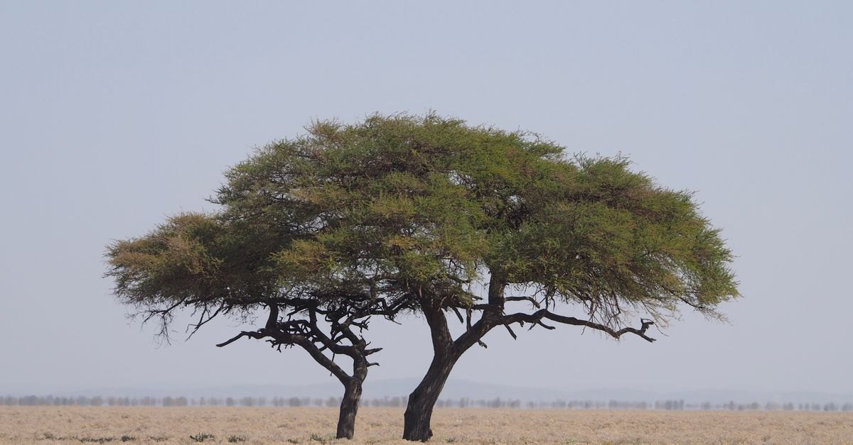 Acácia isolada de copa larga em terreno seco e aberto, em imagem que ilustra a vegetação do semiárido africano
