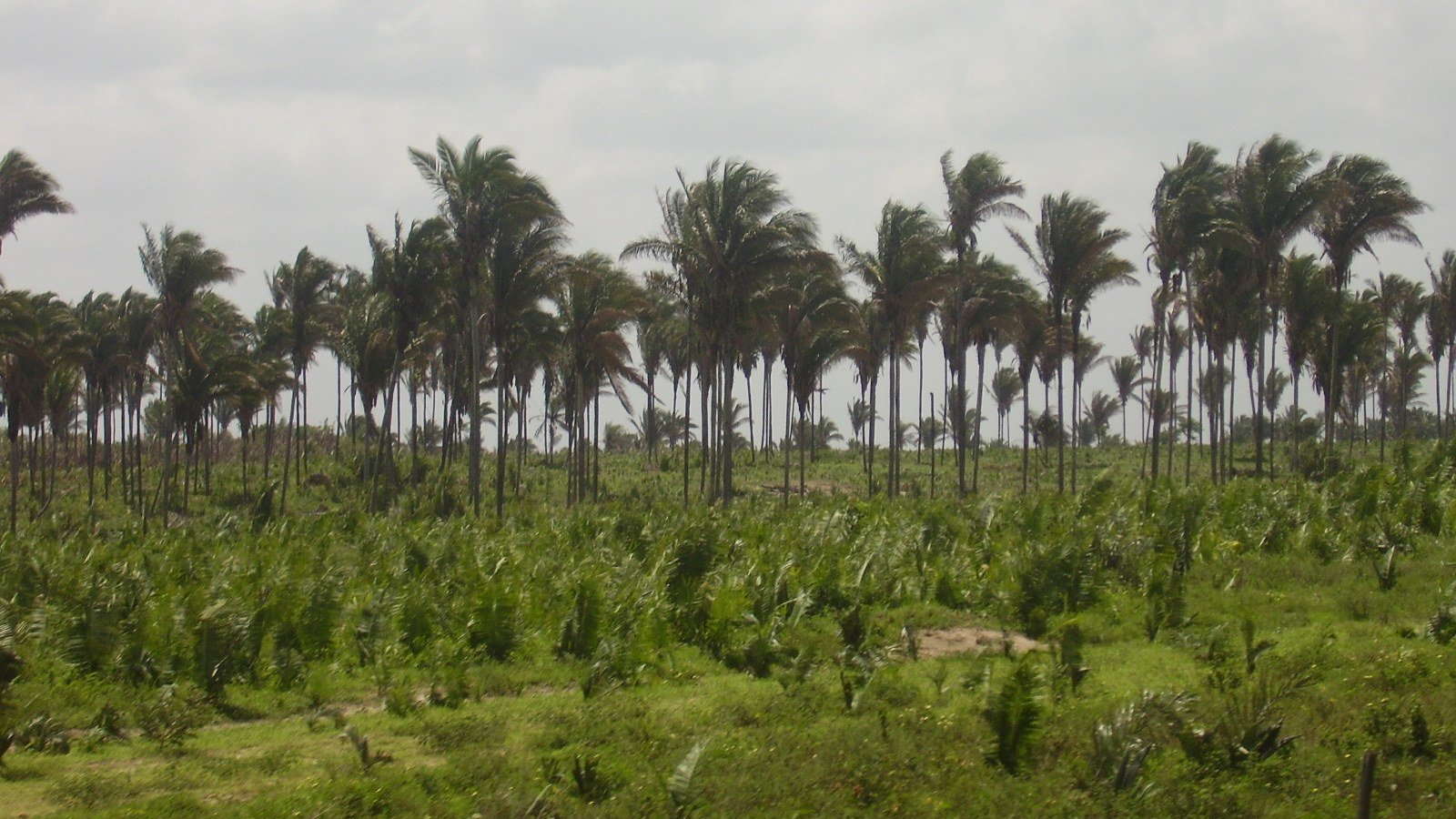 Palmeiral de babaçu e plantação de bananas em área rural da Baixada Maranhense