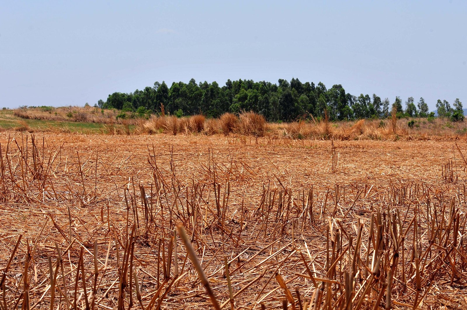 Lavoura colhida com restos de palha secos e mata ao fundo