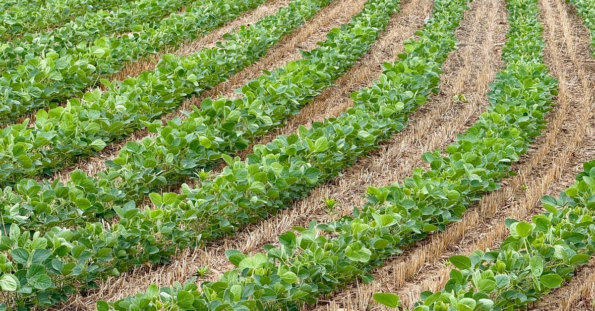Fileiras de soja em lavoura de plantio direto sobre palha