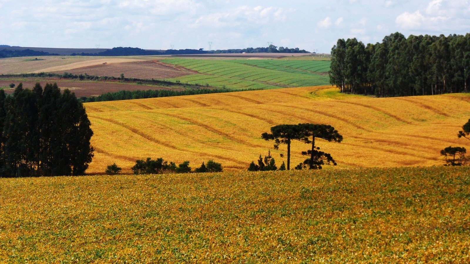 Lavoura de soja em relevo ondulado, com araucárias e faixas de plantio ao fundo