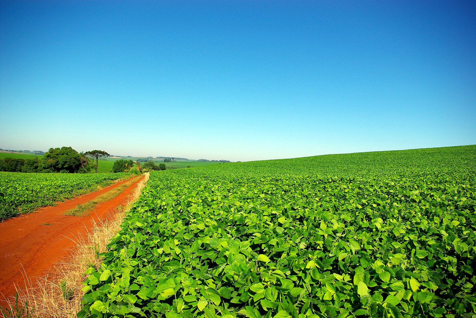 Lavoura de soja ao lado de estrada de terra vermelha sob céu azul