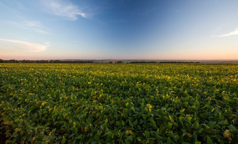 Lavoura de soja ao entardecer com horizonte plano e céu limpo
