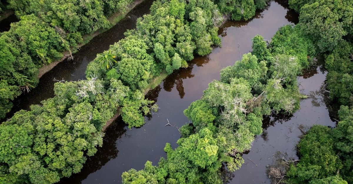 Vista aérea de floresta tropical densa cortada por um rio de águas escuras
