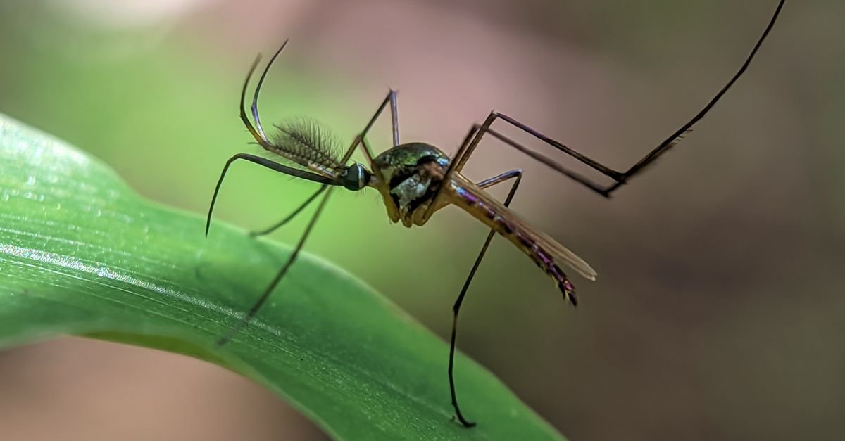 Mosquito pousado em folha verde, em fotografia macro