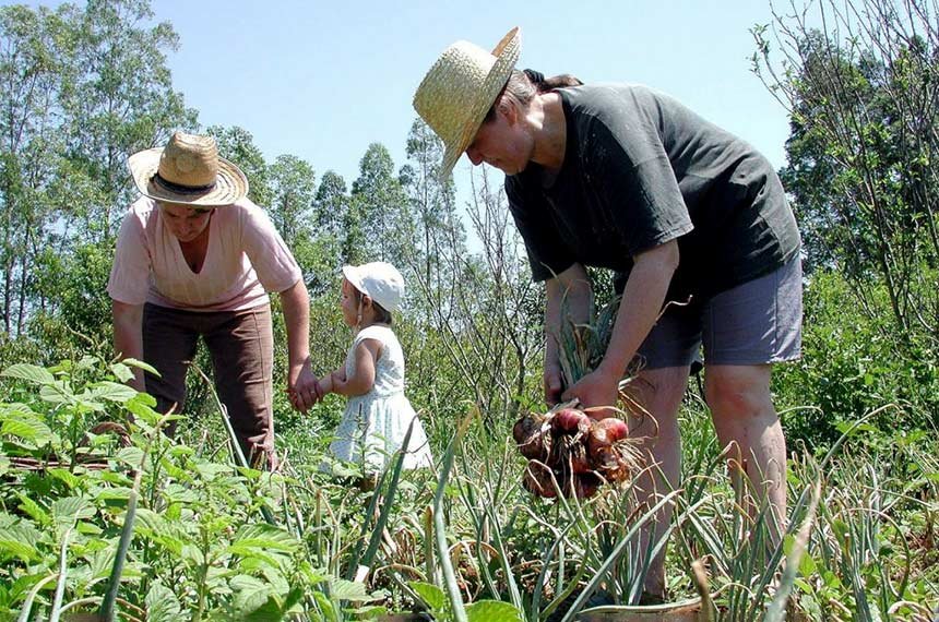 Duas agricultoras de chapeu de palha colhem cebolas em uma horta de agricultura familiar