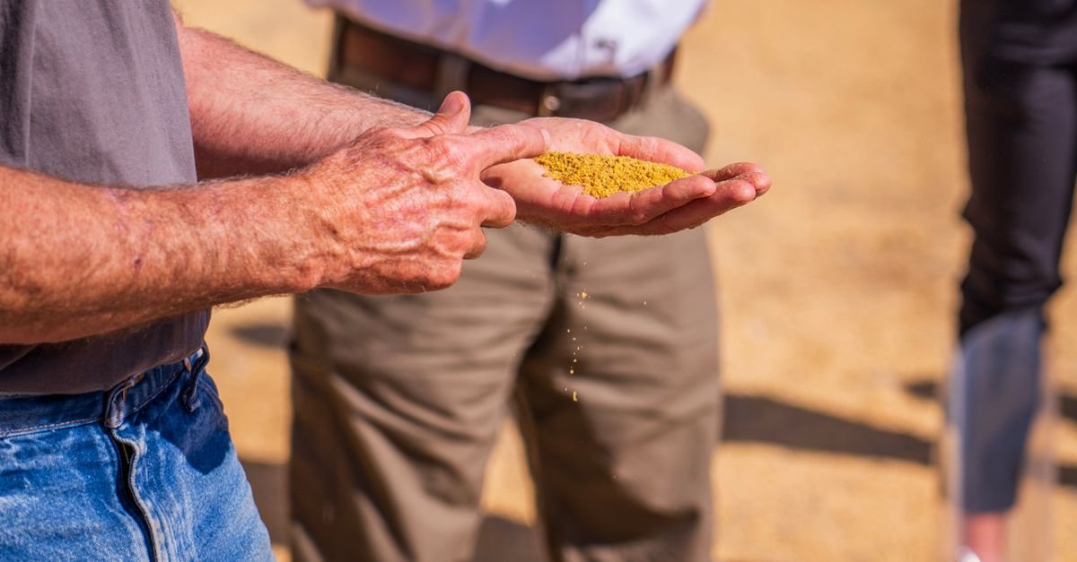 Mãos de produtor rural segurando grãos em lavoura