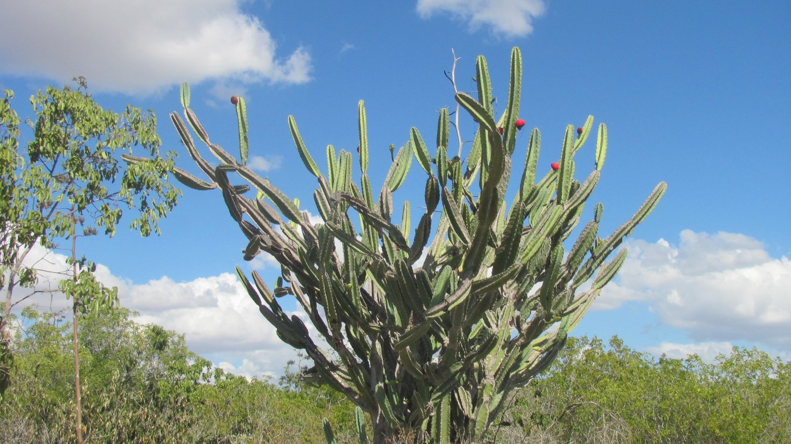 Mandacaru com frutos vermelhos em área de Caatinga sob céu azul