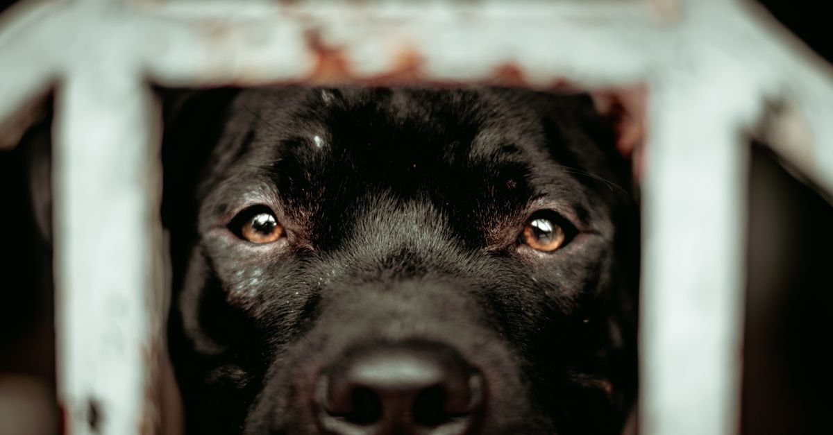 Cão preto olhando através de grade metálica