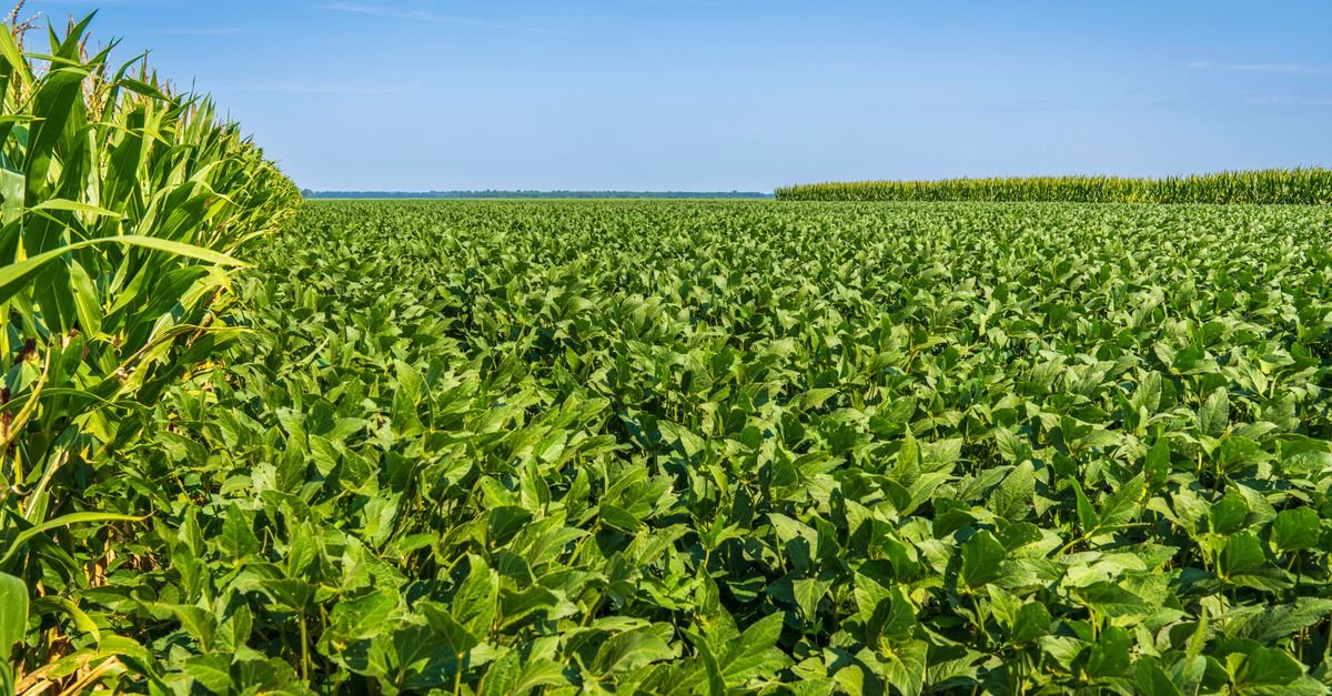 Lavoura de soja ao lado de plantação de milho sob céu azul