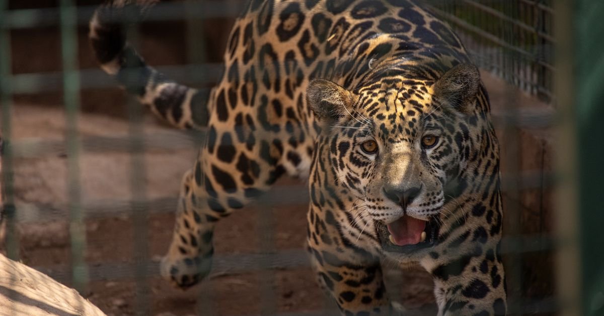 Onça-pintada anda atrás das grades de um recinto de zoológico