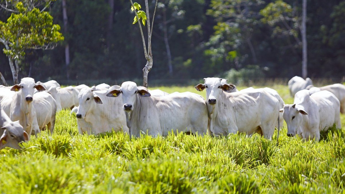 Rebanho de gado nelore pastando em área de capim alto com mata ao fundo