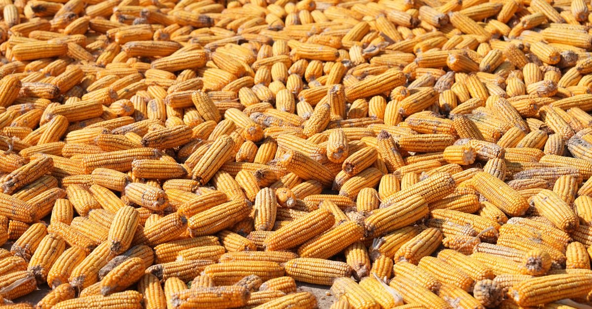 Espigas de milho amarelas dispostas para secar ao sol