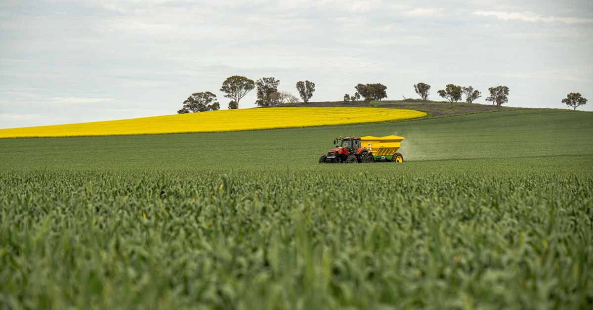 Trator espalha fertilizante em lavoura verde