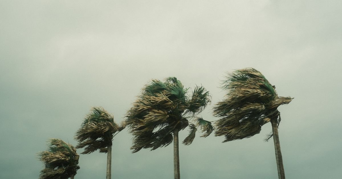 Palmeiras vergando sob vento forte durante tempestade tropical, com céu carregado