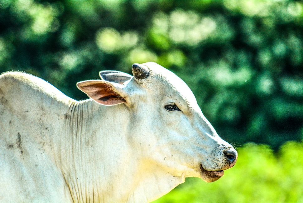 Bovino da raca Nelore de pelagem branca em primeiro plano com pastagem verde desfocada ao fundo